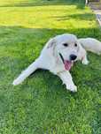 Reproduktor Golden Retriever rodowód