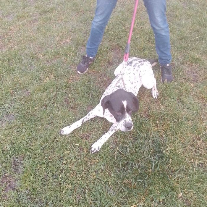 Piesek w dobre ręcr