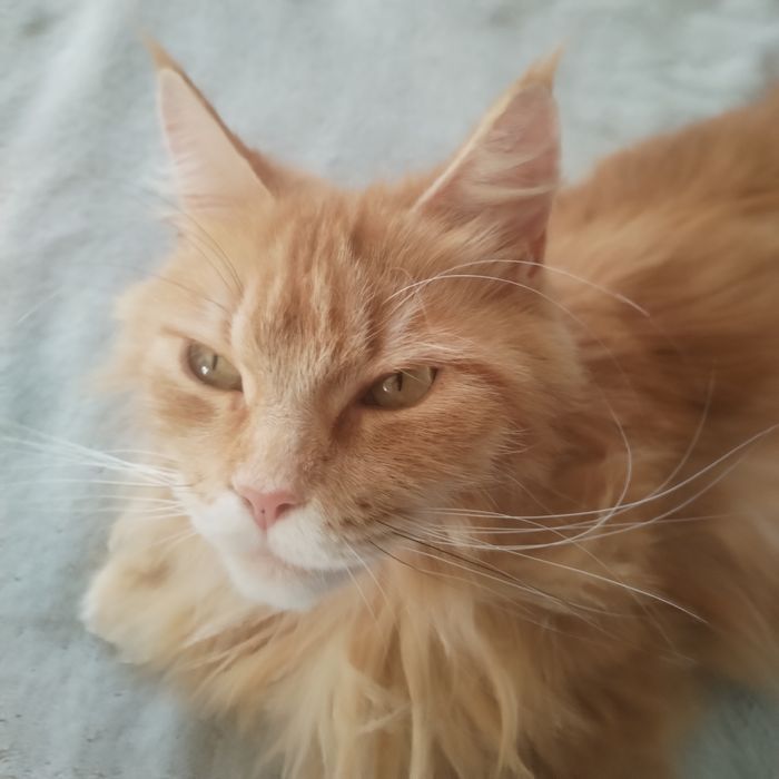Kocurek Maine Coon Rodowód FPL
