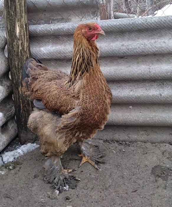 Продам инкубационное яйцо от кур породы Брама Куропатчатая