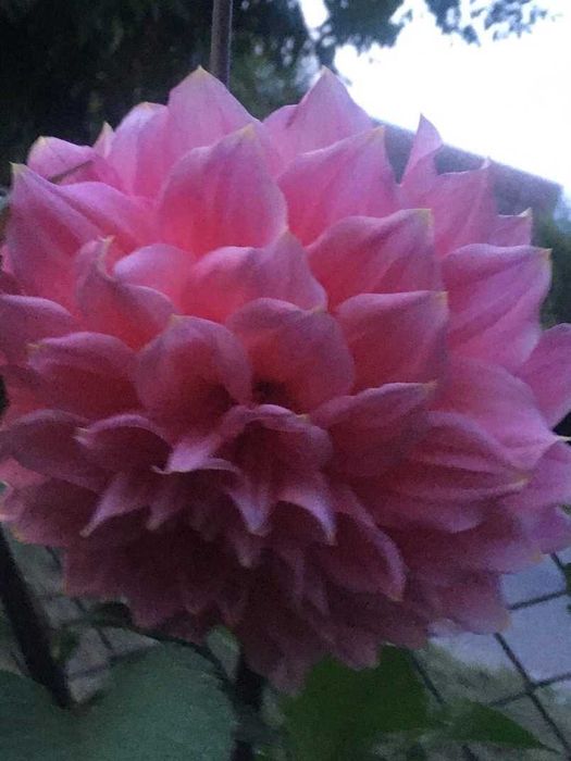 Георгіни  жоржини кореневища