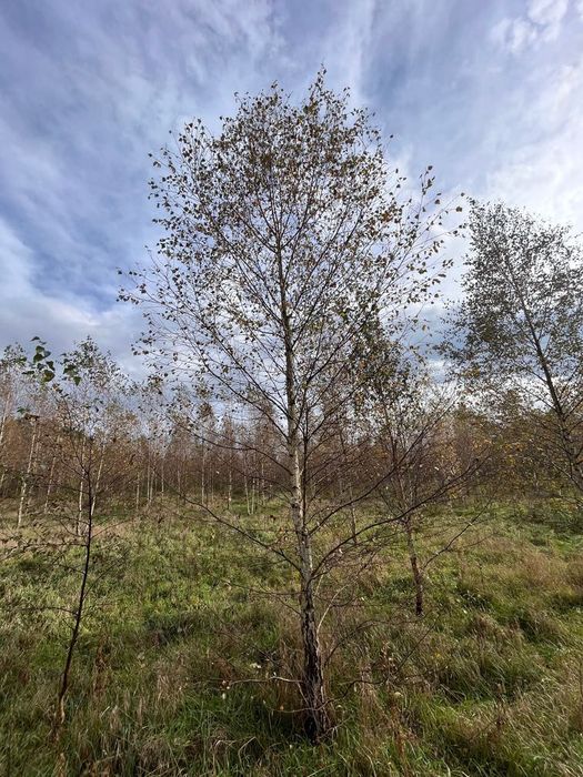 Brzoza brodawkowata (Betula pendula) 8-25 cm