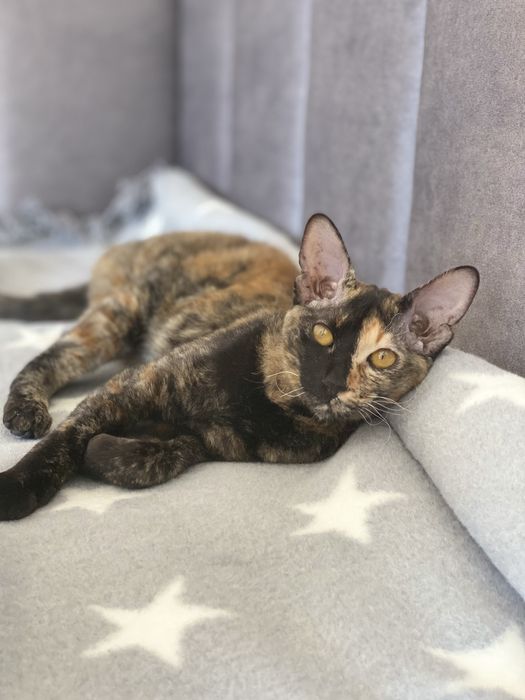 Орієнтальна кішка