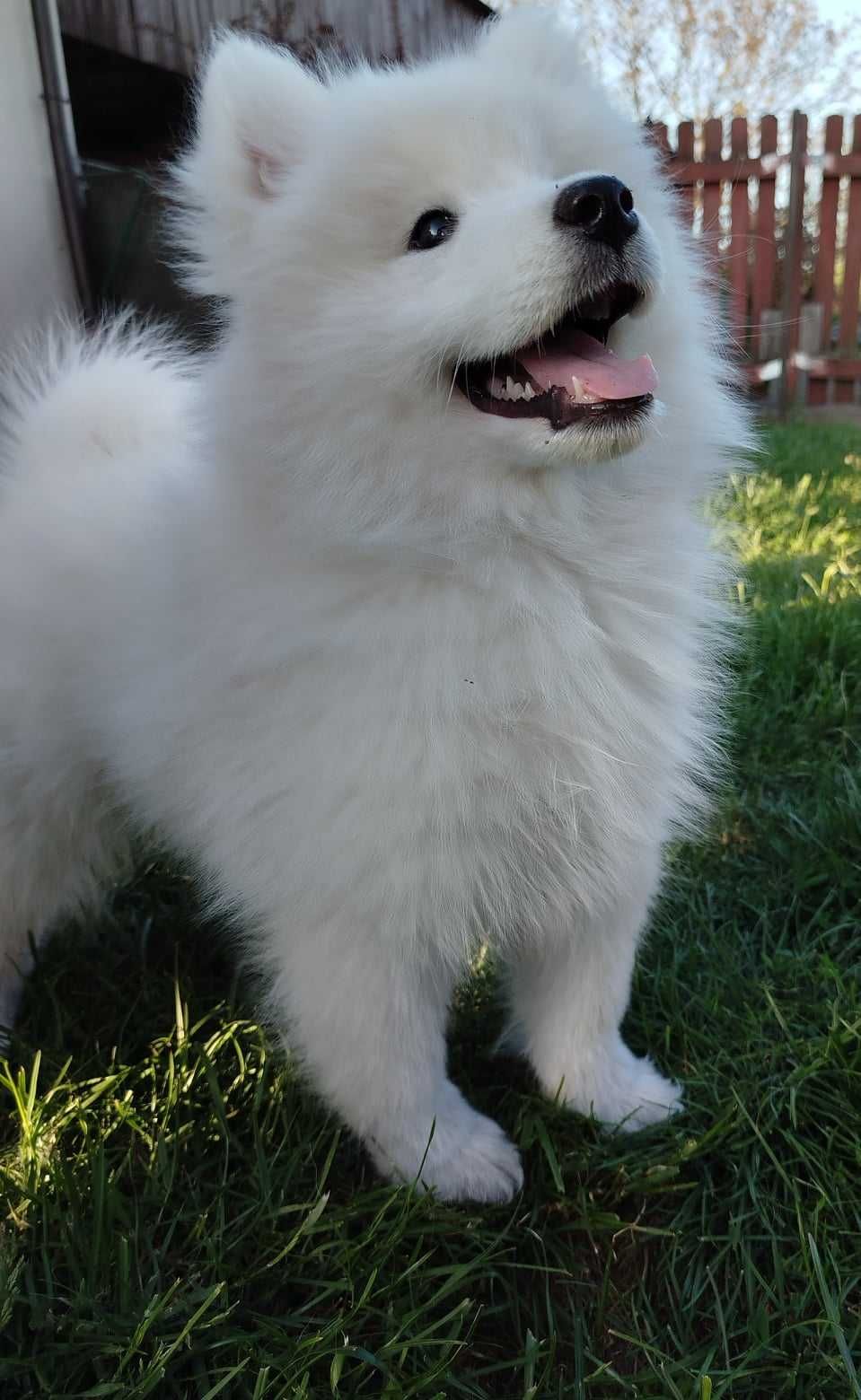 Samoyed*szczenię*UCI