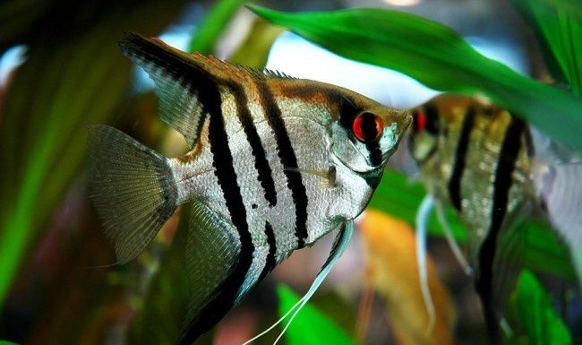 Encanta pela elegância e beleza de suas nadadeiras.  Tamanho de 3-10cm