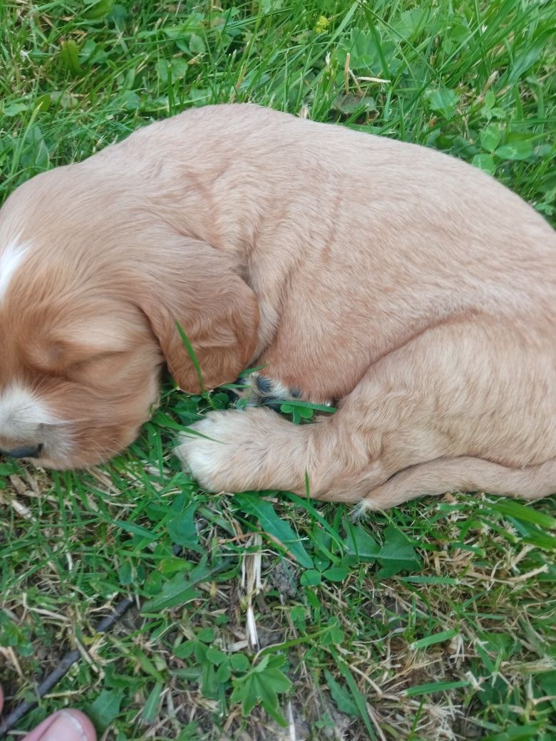 Pies Cockier Spaniel Angielski