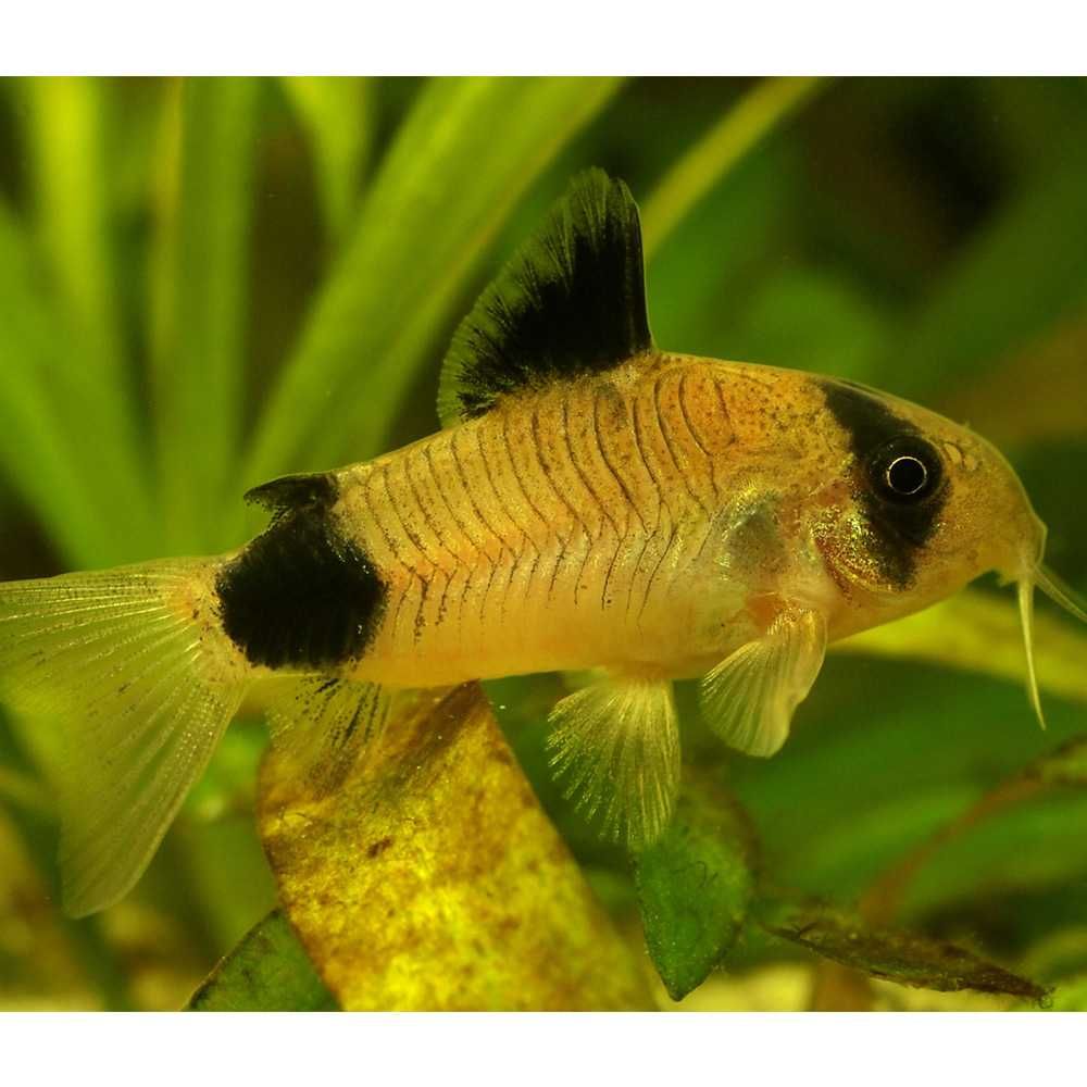 Kirysek Kirys Panda - Corydoras panda
