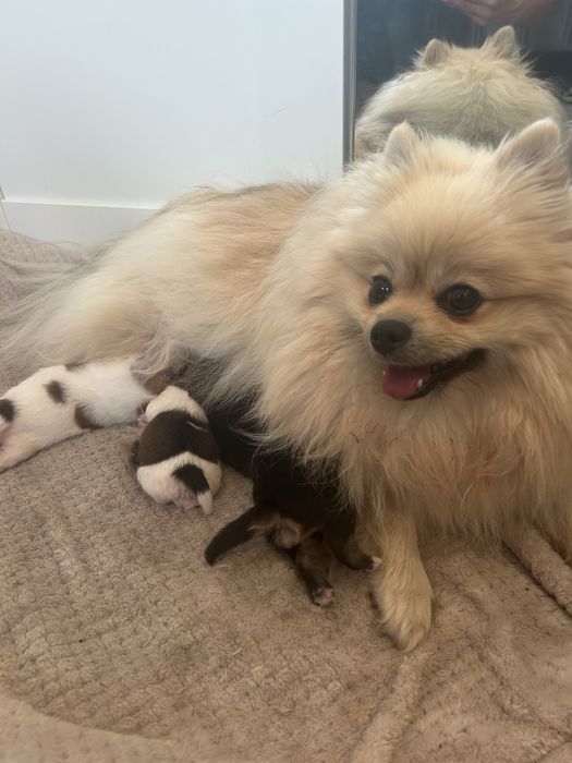 Szpic miniaturowy- pomeranian