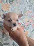 Szczeniak chihuahua