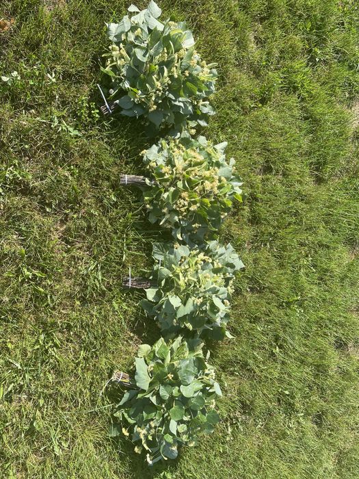 Продам віники для бані