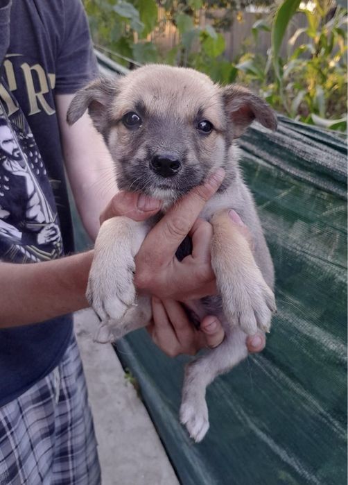 Забирайте щенят,творите добро!!!