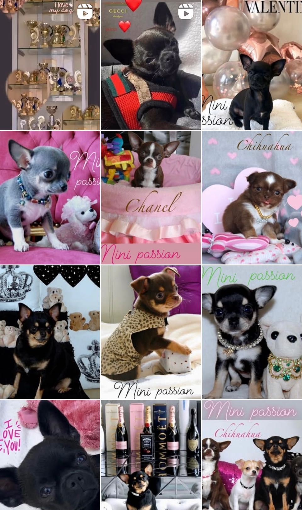 Chihuahua samczyk