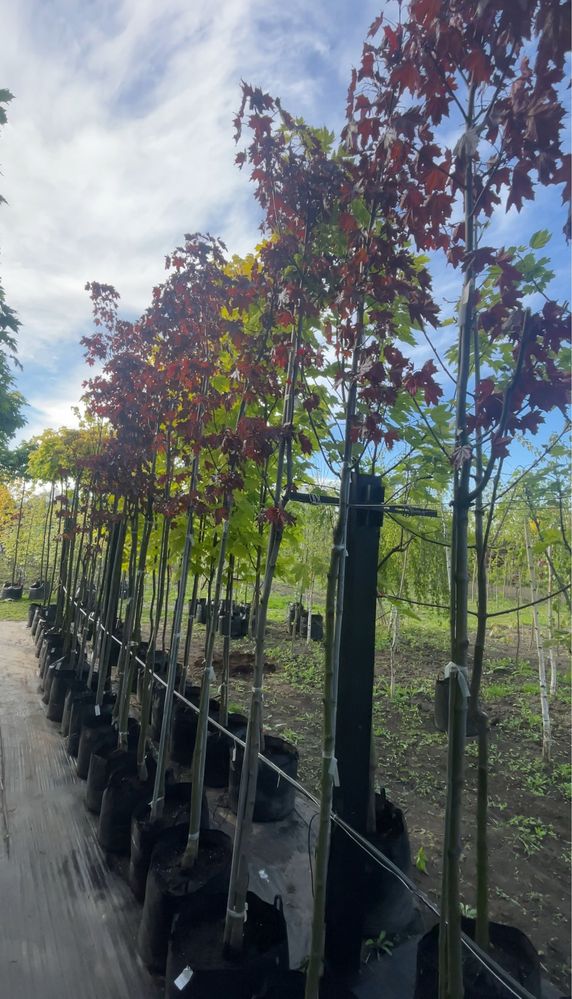 Декоративні дерева, клени