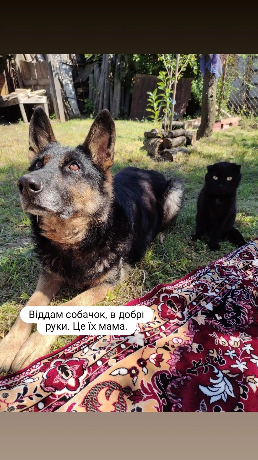 Віддам собачок в добрі руки