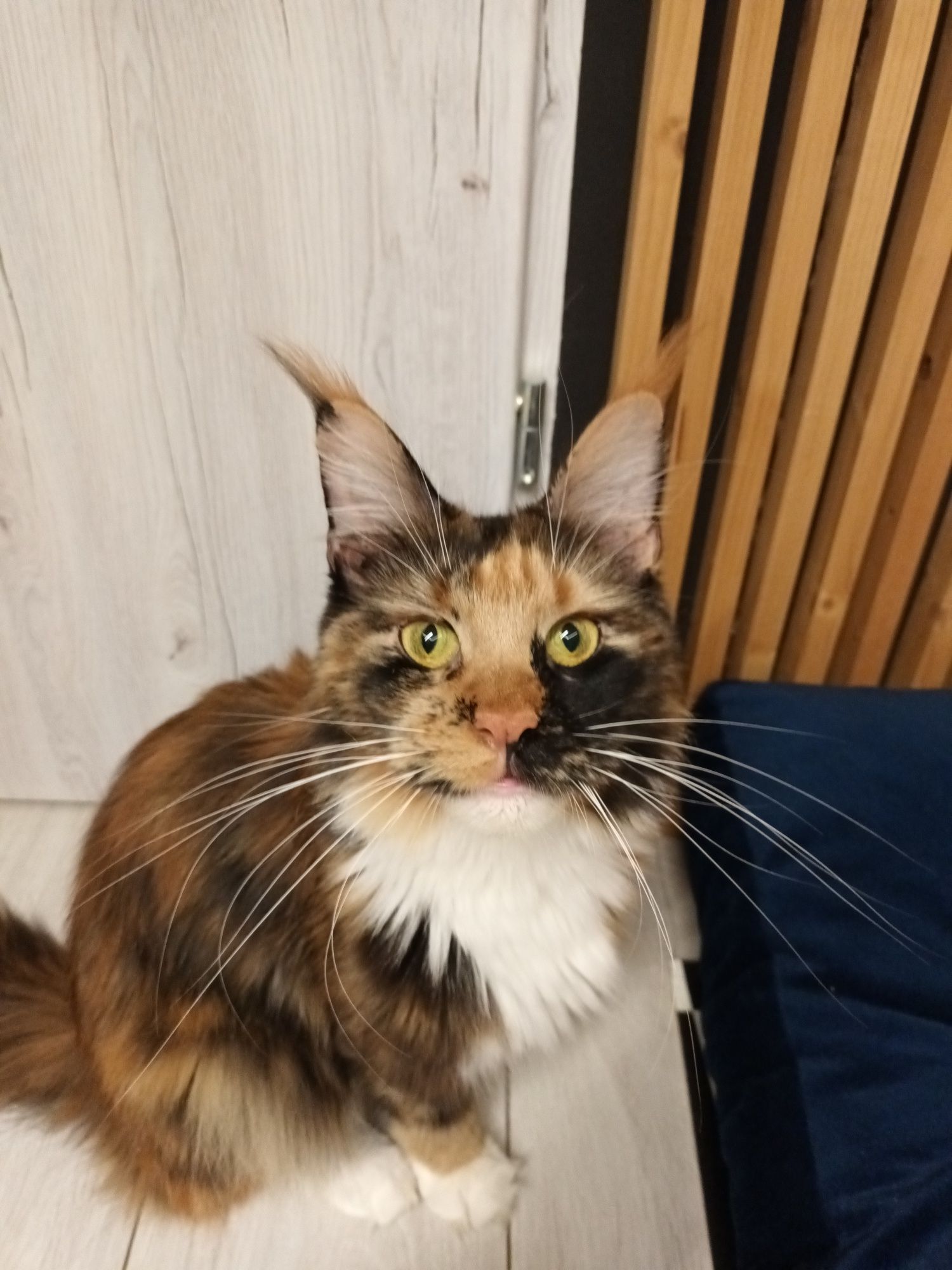 Kremowy kocurek Maine Coon
