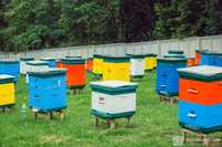 Продам бджоли сімʼями, продам вулики з бджолами