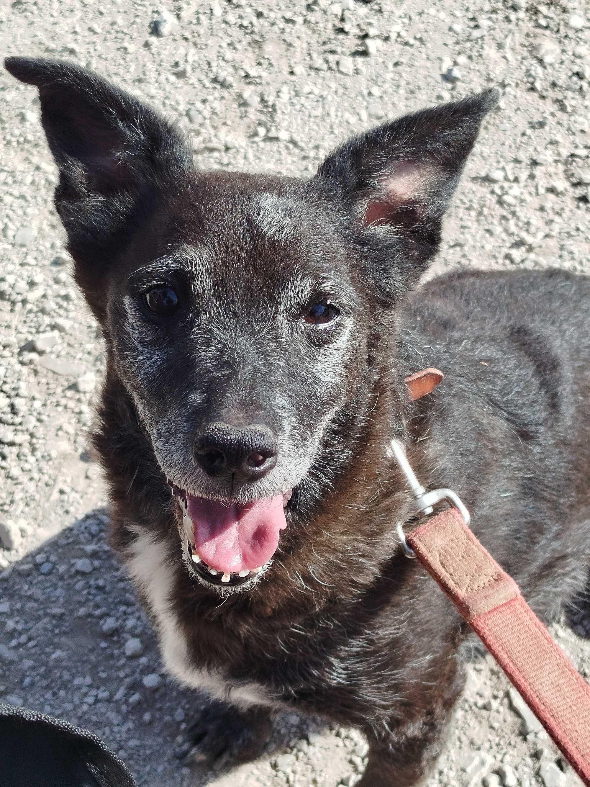 Alfragide - cão pequeno para adoção