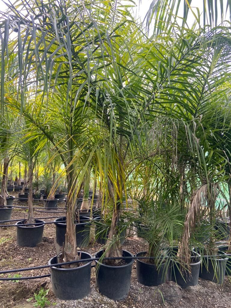 Palmeiras exóticas - Archontophoenix alexandrae,  kentias, dypsis