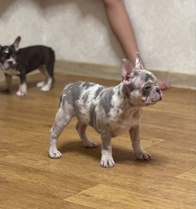 Мерлята чекають на люблячі родини