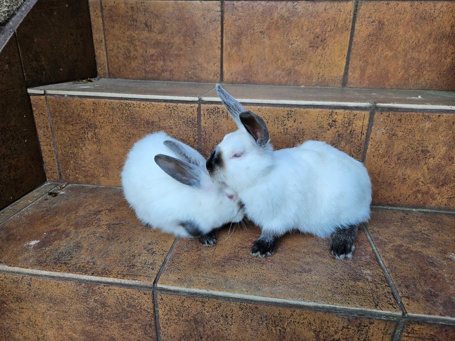 Zakocone samice kalifornijskie sprzedam