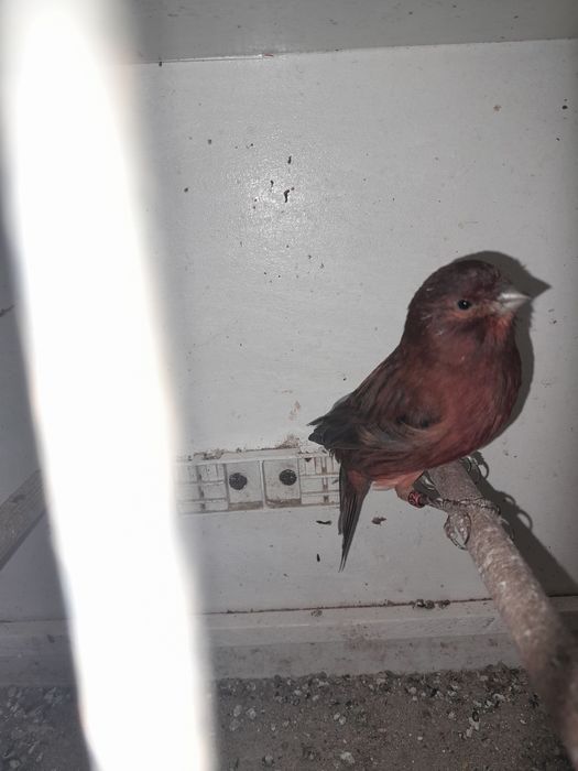 Kanarek czerwony 2025