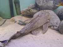 Glonojady gibiceps 35/40cm