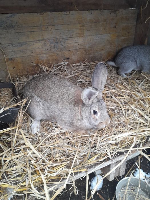 Sprzedam młode samice I samce