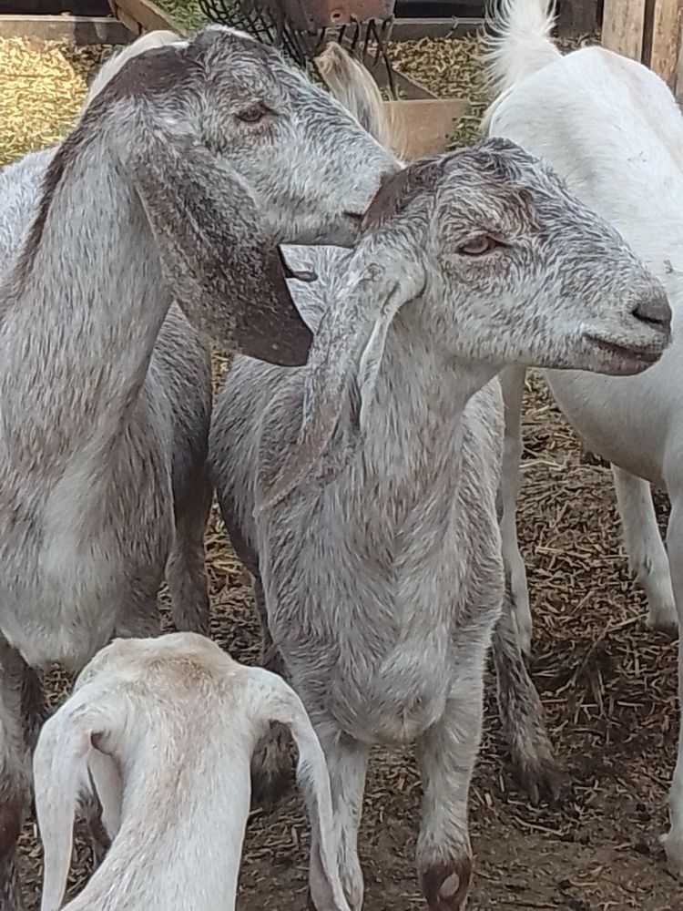 Продам козенят змішаної породи