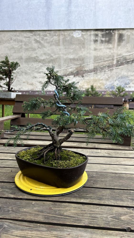 Бонсай ялівець китайський Juniperus Chinensis Blue Alps (вік 15 років)