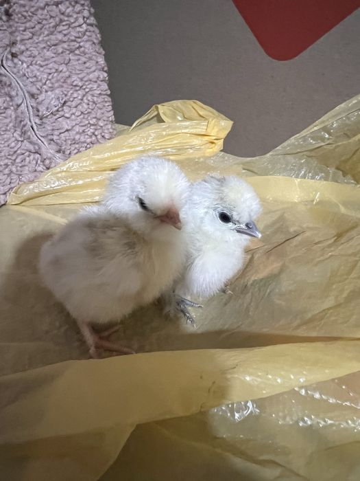 Курчата добові китайська шовкова,амераукана