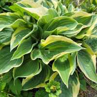 Hosta Funkia  w doniczkach