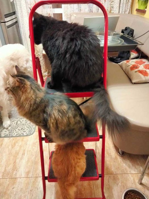 коты и собака Курыте