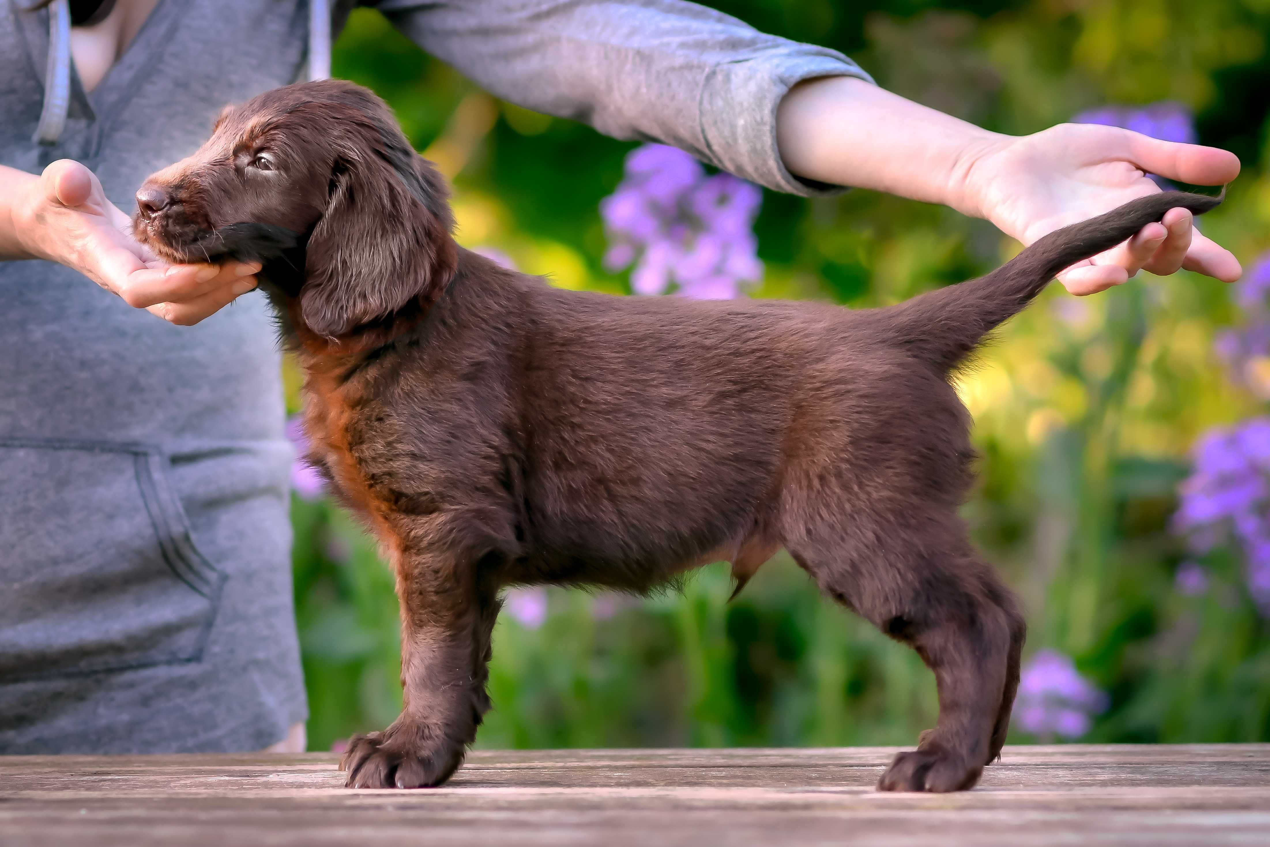 Flat-Coated Retriever-wątrobiany piesek