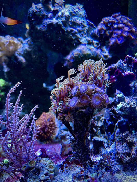Akwarium Morskie 50x50cm z ŻYCIEM (korale, ryby itp)