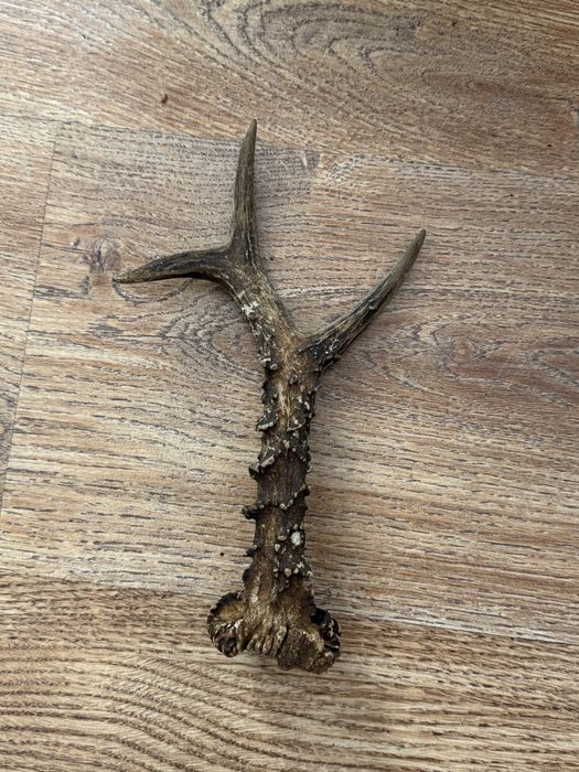 Poroże jelenia rogi