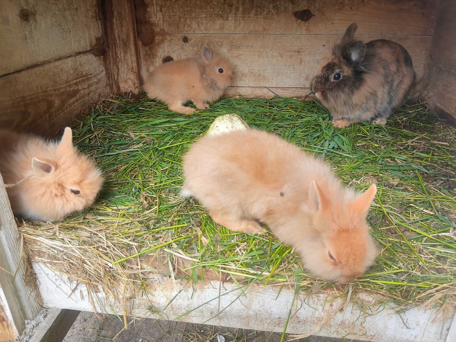 Króliki miniaturki samce, samice