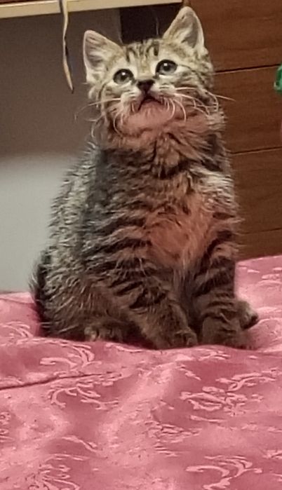 Кошенятко шукає люблячу родину