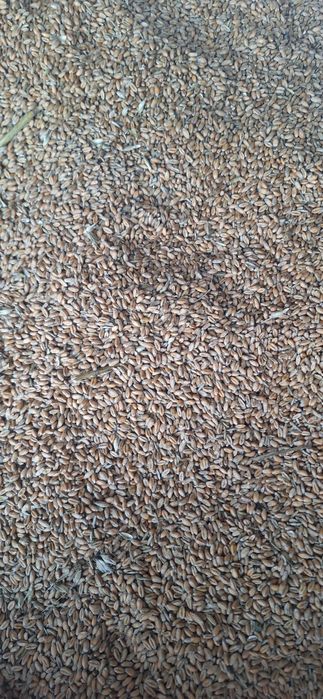 Pszenica ozima na paszę