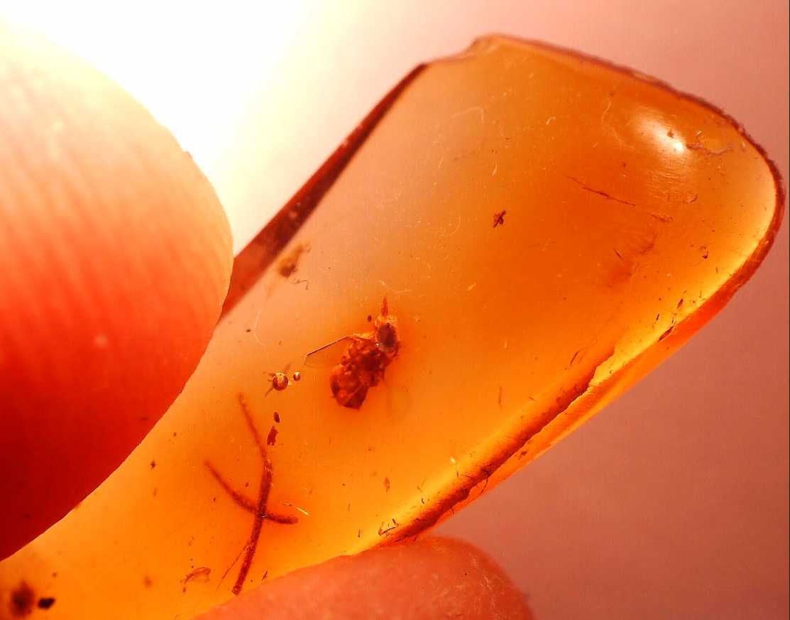 Bursztyn inkluja wymarła mrówka ANT 40 mln lat na kolczyk lub wisor