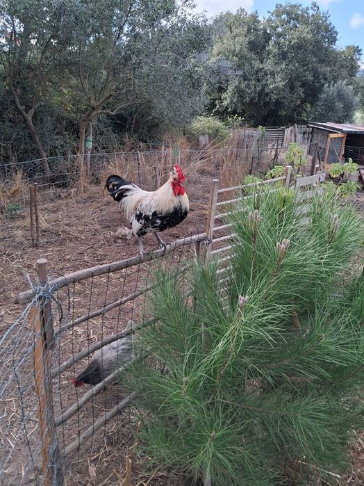 Ovos galinhas do campo