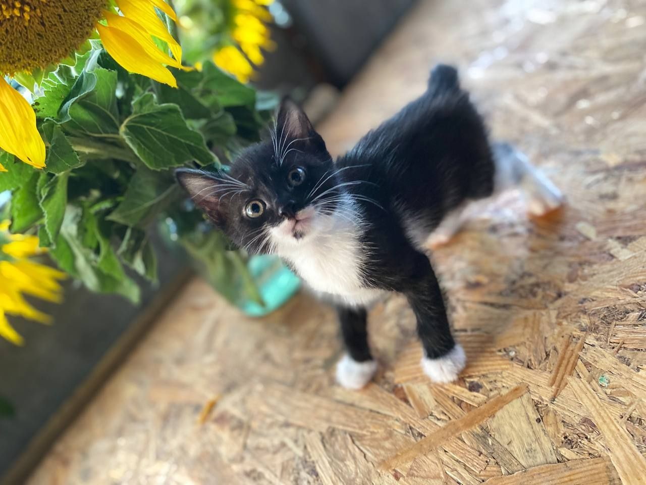 Отдам котят в добрые руки