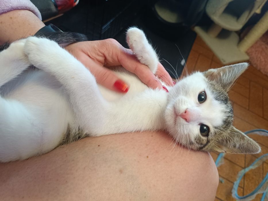 Koteczka Leydi do adopcji