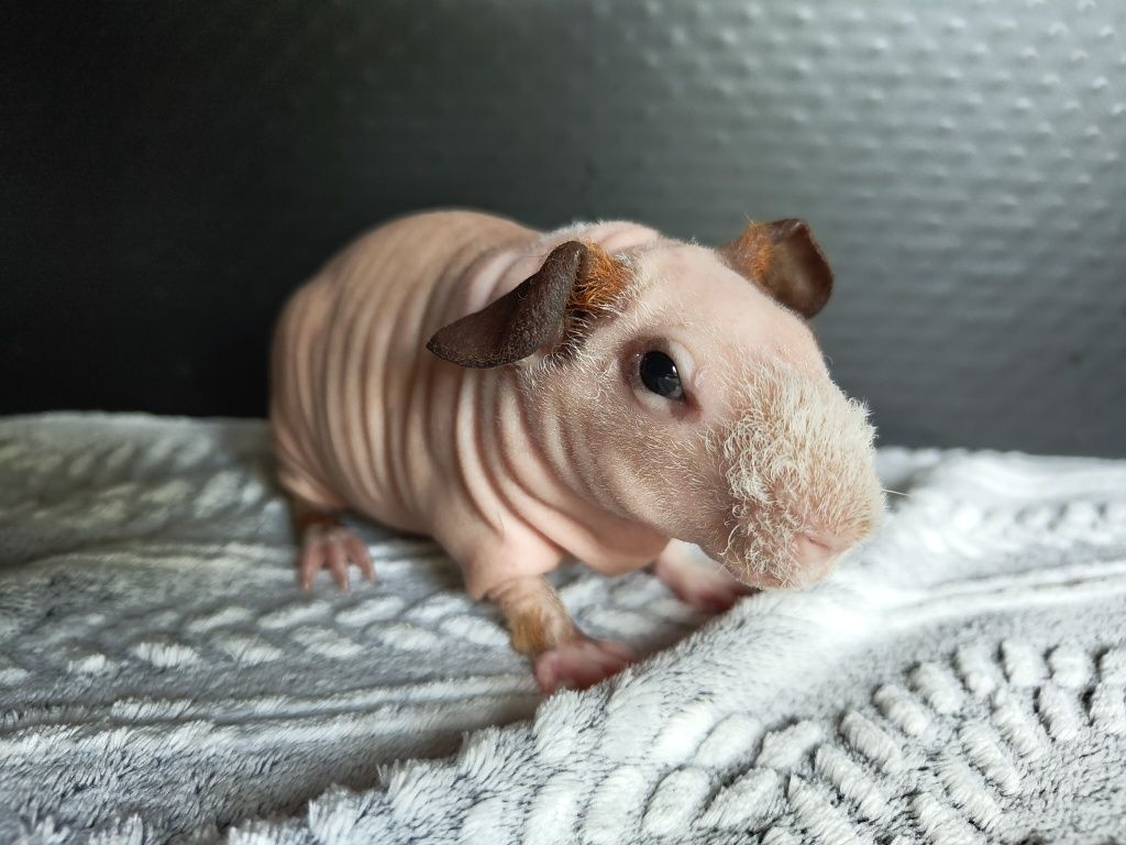 Dwa samce, świnki skinny, cavia domowa