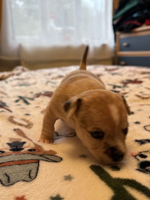 Chihuahua suczka  merle