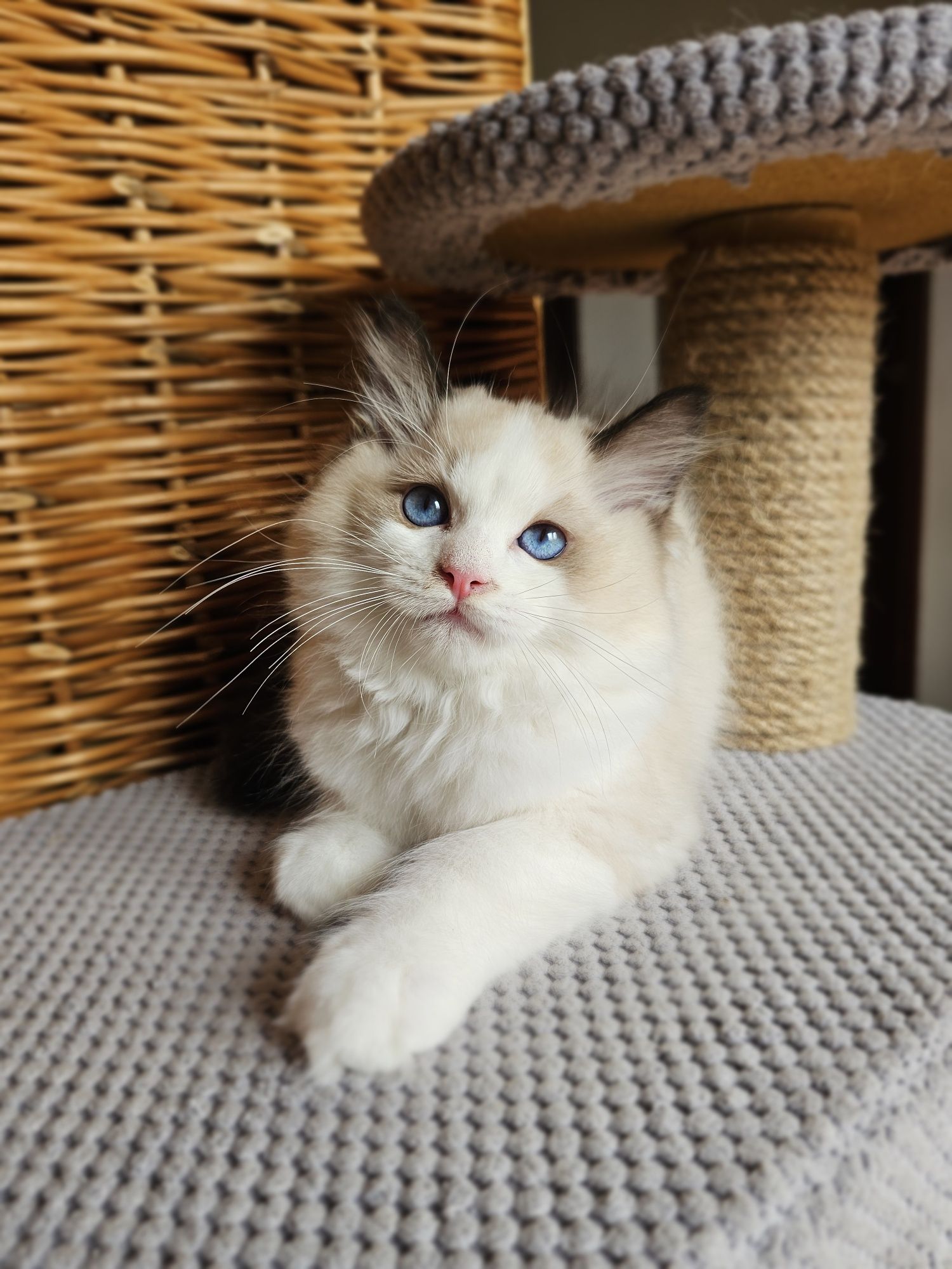 Ragdoll kocurek na kolanka