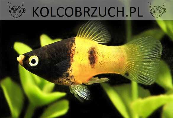 Zmienniak plamisty - Platka - Platynka - ODMIANA BIOLOR - BUMBLEBEE