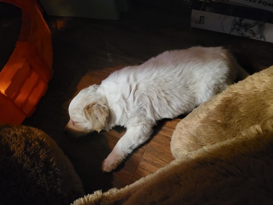 Oddam pieska za darmo