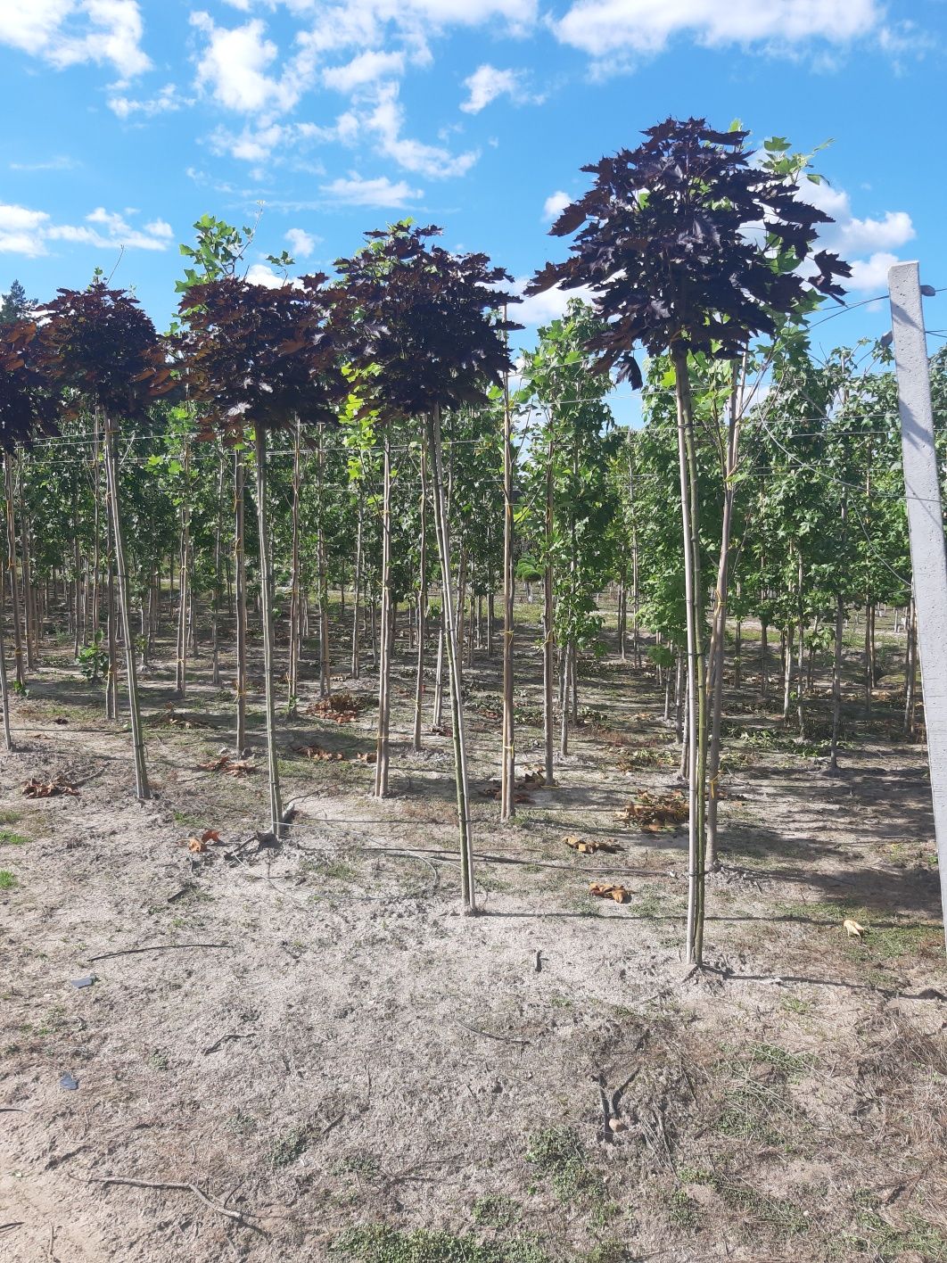 Katalpa nana surmia 12-16cm 200-220cm. Grab dąb brzoza lipa klon