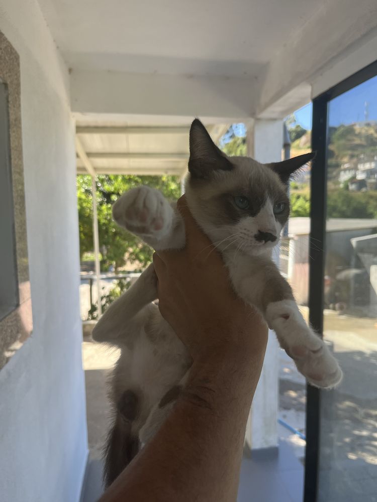 2 gatinhas para adoçao