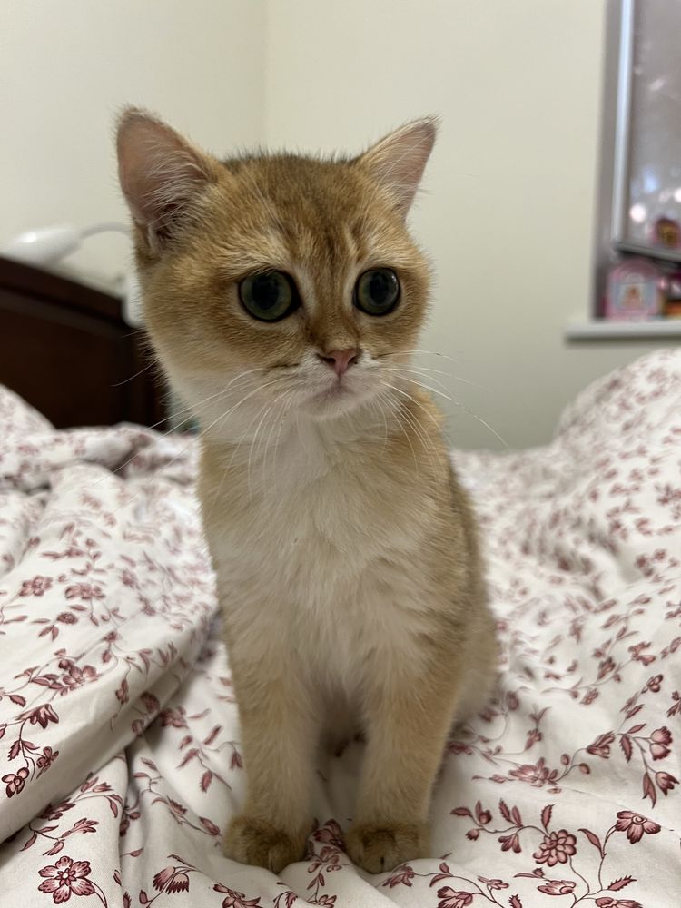 Котята британские золотые